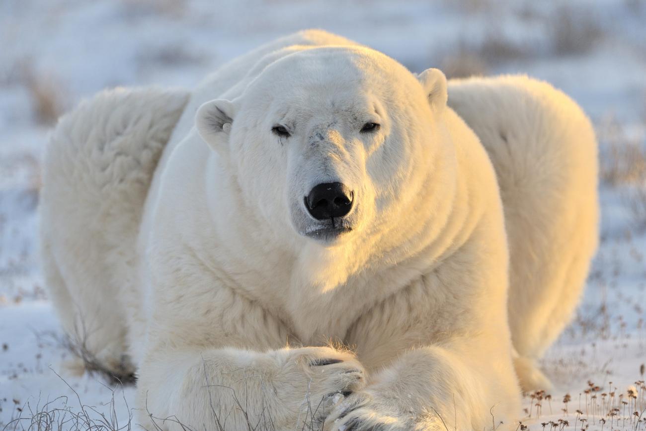 polar-bear-sitting-towardscamera