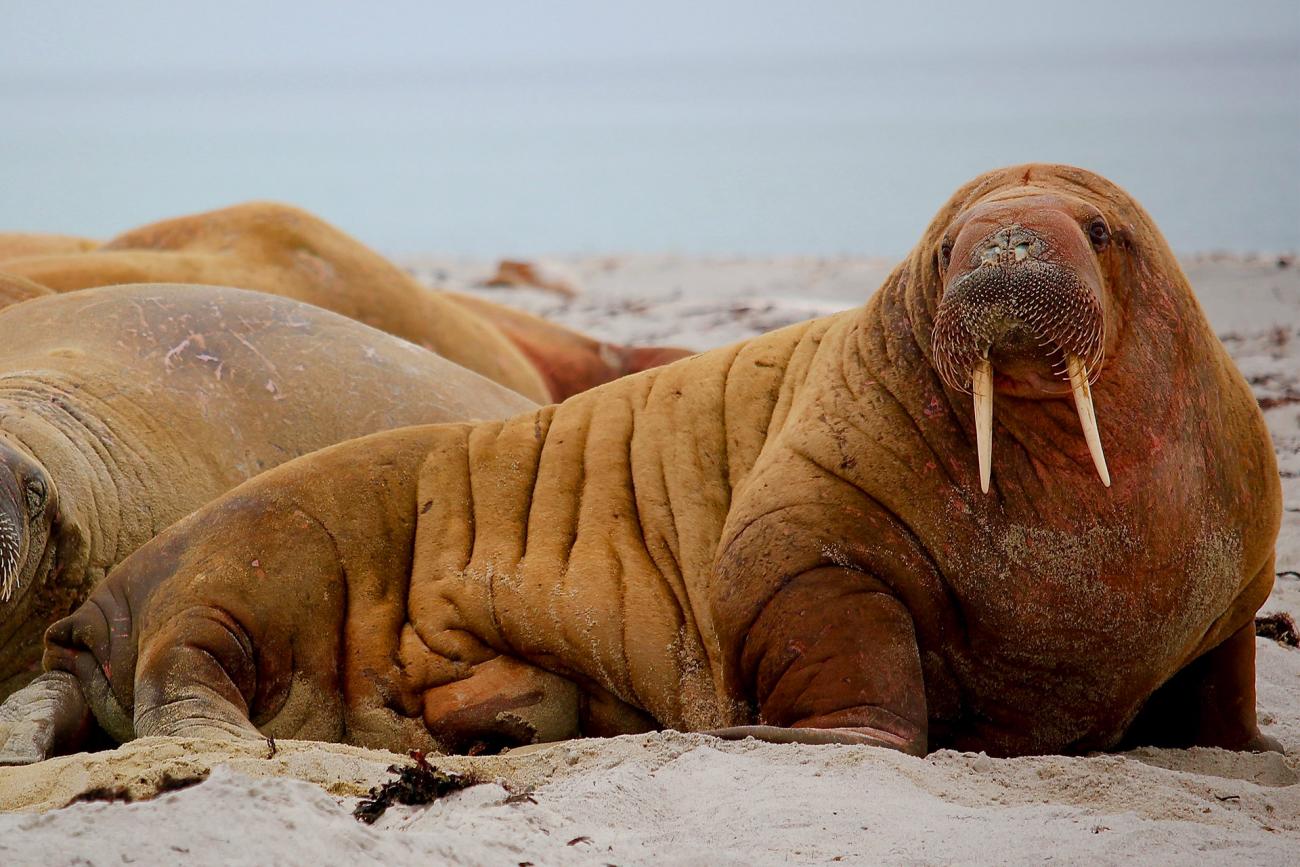 walrus-group-foreground.jpg