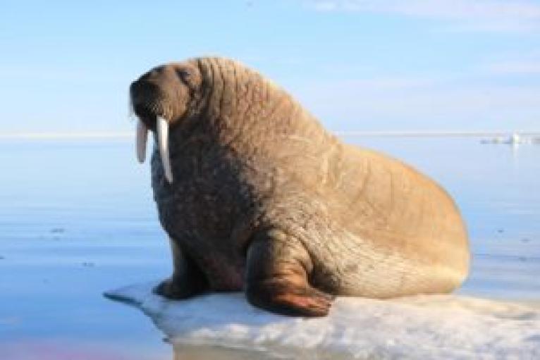 Igloo Tourism and Outfitting | Destination Nunavut