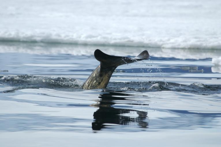 Eagle-Eye Tours, Inc.